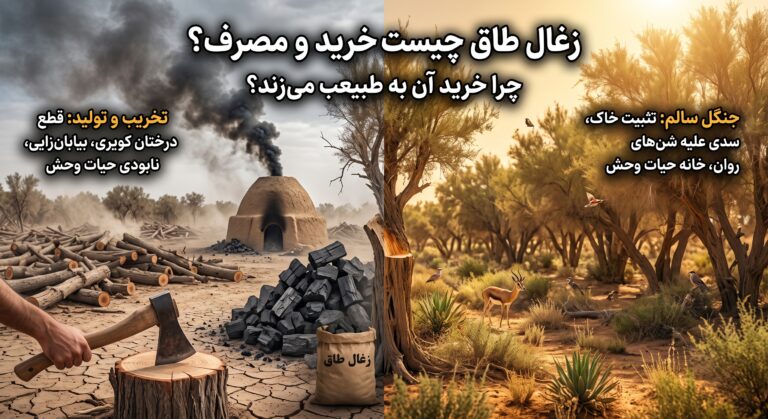 مقایسه‌ی تصویری تخریب جنگل کویری بر اثر قطع درخت طاق برای تولید زغال طاق در برابر جنگل سالم تاغ با حیات وحش زنده؛ زغال طاق چیست و چرا خرید و مصرف آن به طبیعت آسیب می‌زند